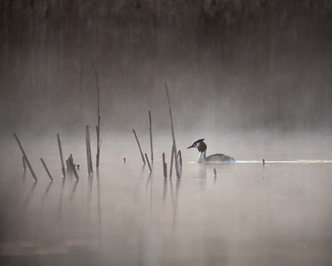 Quiet Morning
