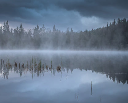 The Morning Fog