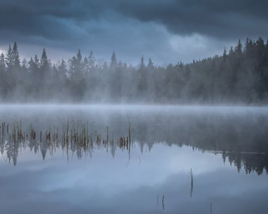 The Morning Fog