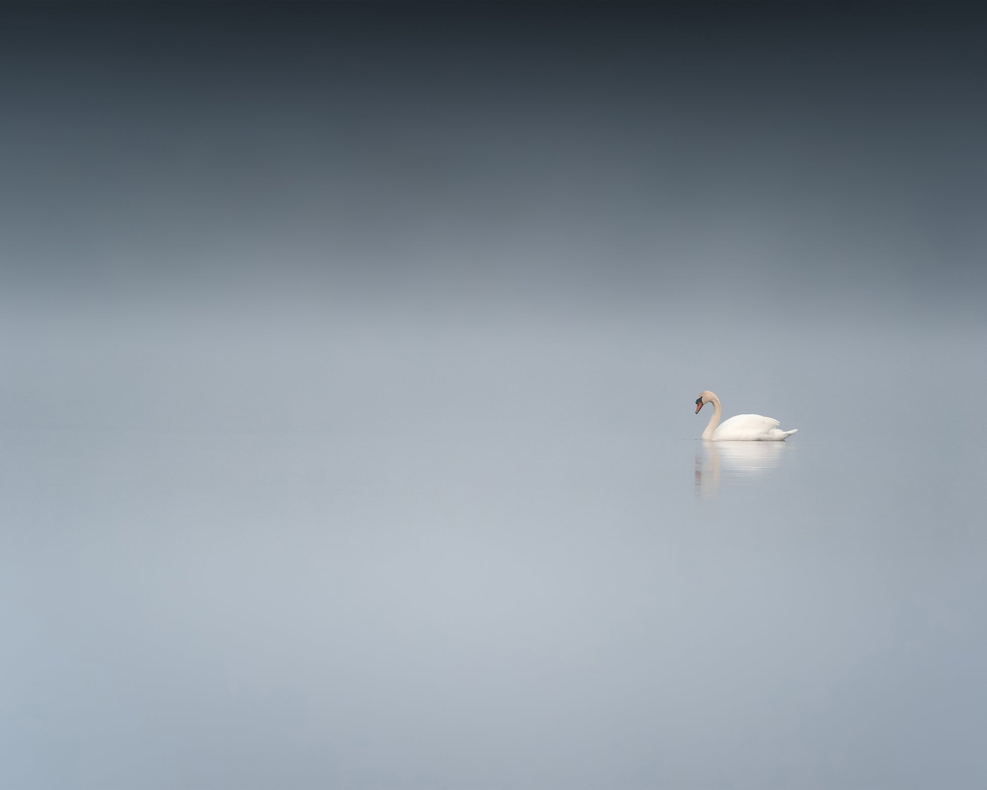 The Sad Swan