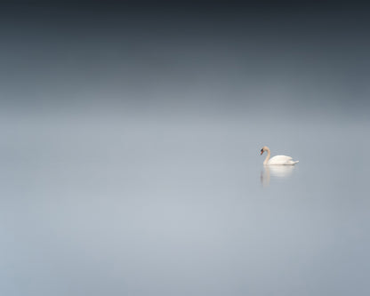 The Sad Swan