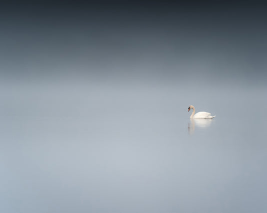 The Sad Swan