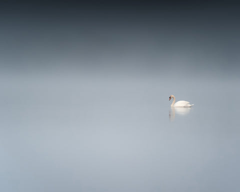 The Sad Swan