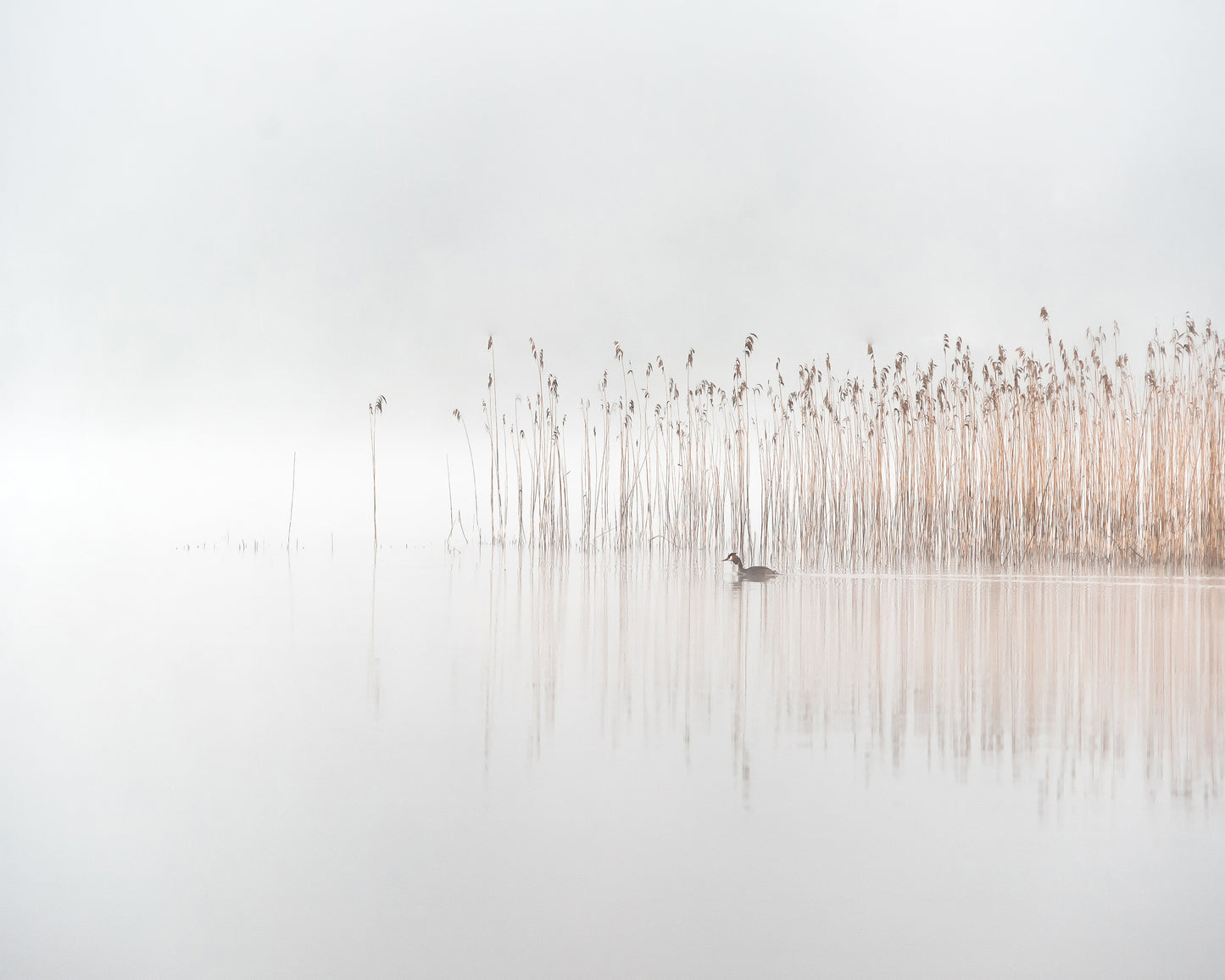 Days in the Fog