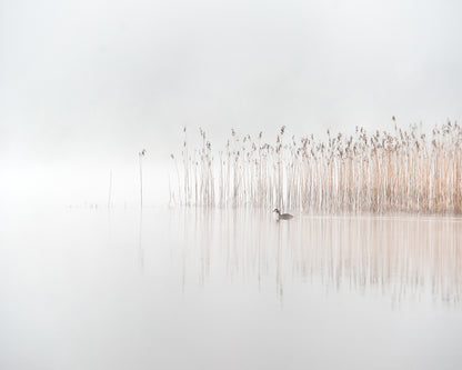 Days in the Fog