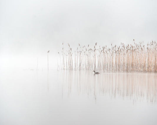 Days in the Fog
