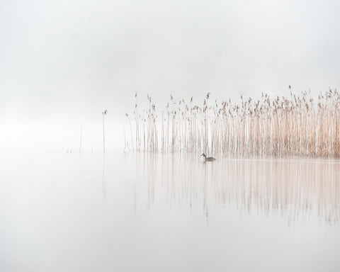 Days in the Fog