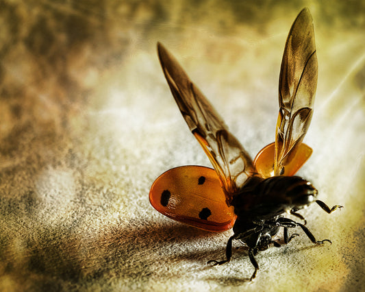 Lady Bug Acrobat
