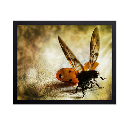 Lady Bug Acrobat