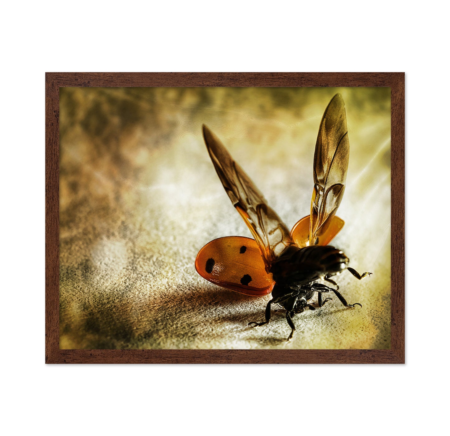 Lady Bug Acrobat
