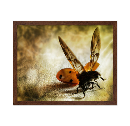 Lady Bug Acrobat