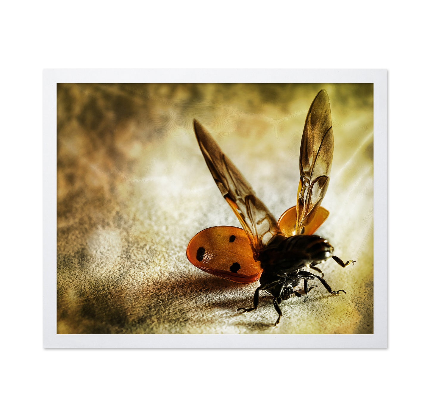 Lady Bug Acrobat
