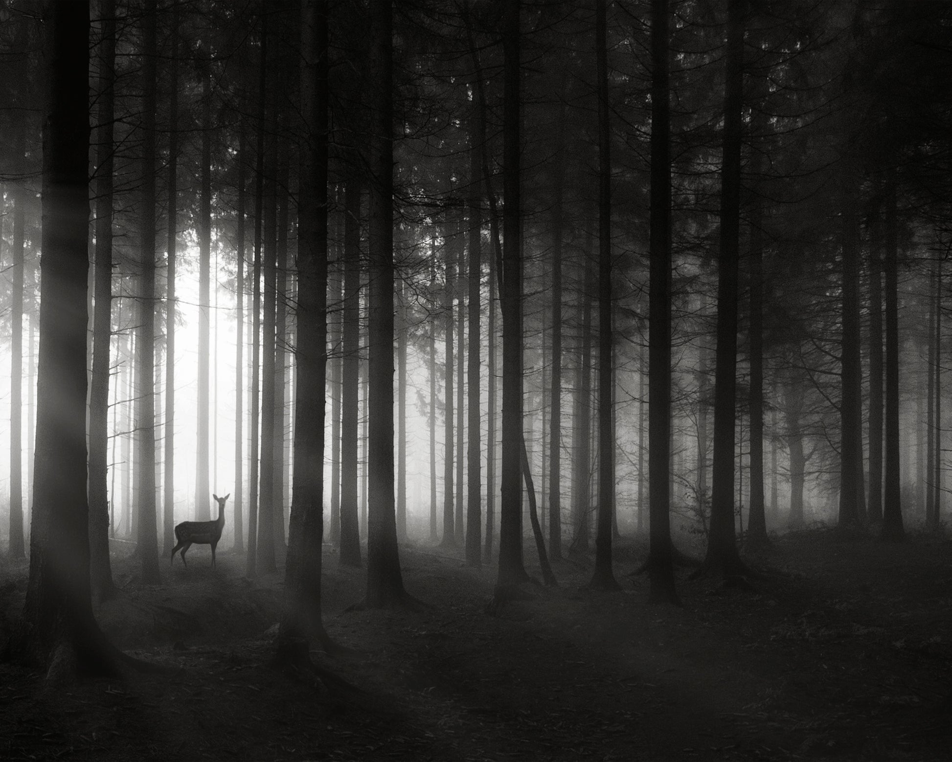 Deer's Morning