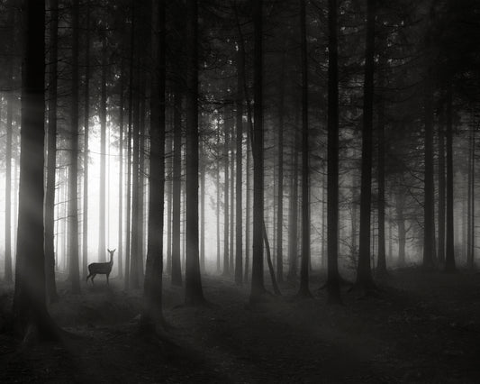Deer's Morning