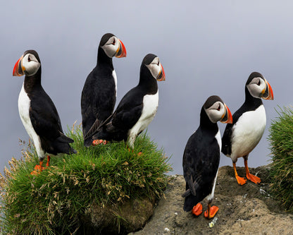 Atlantic Puffin