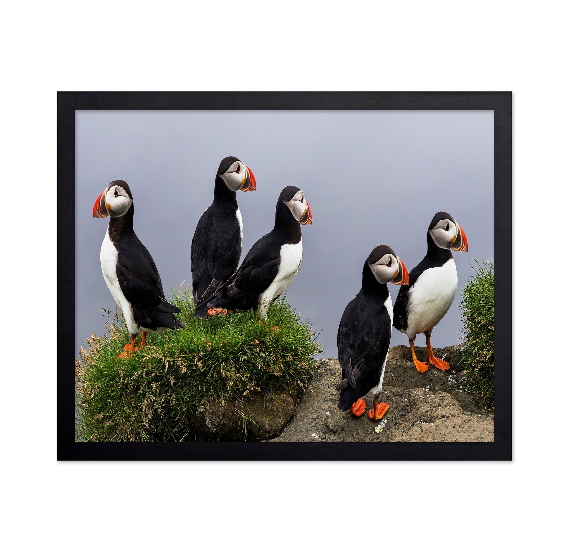 Atlantic Puffin