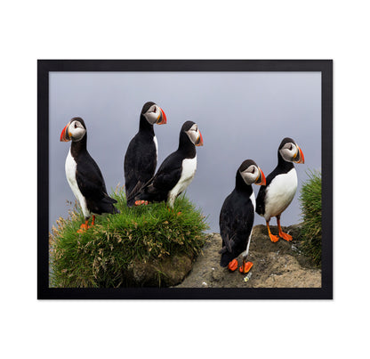 Atlantic Puffin