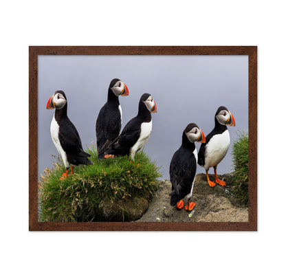 Atlantic Puffin