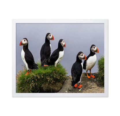 Atlantic Puffin