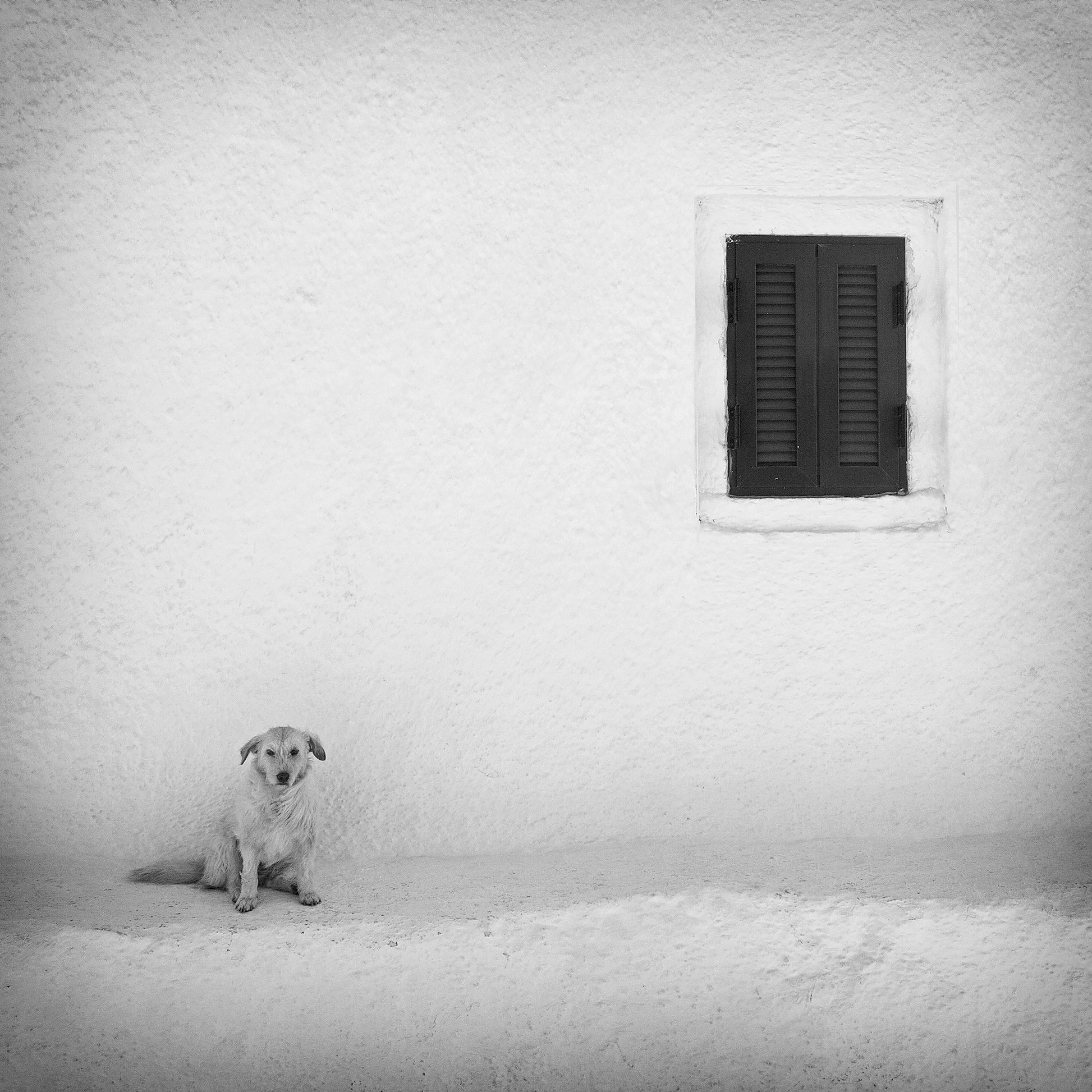 Lonely Dog