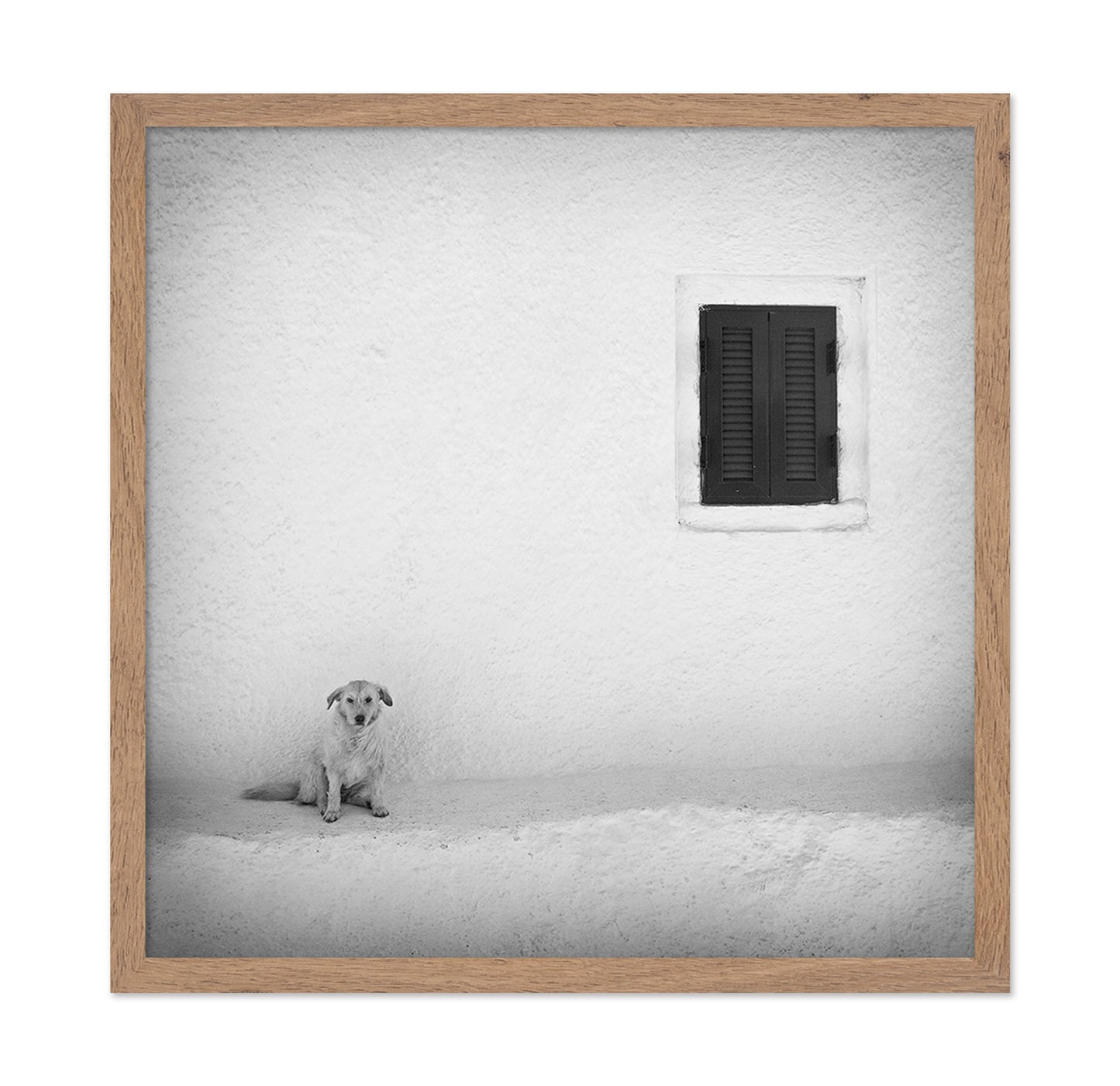 Lonely Dog