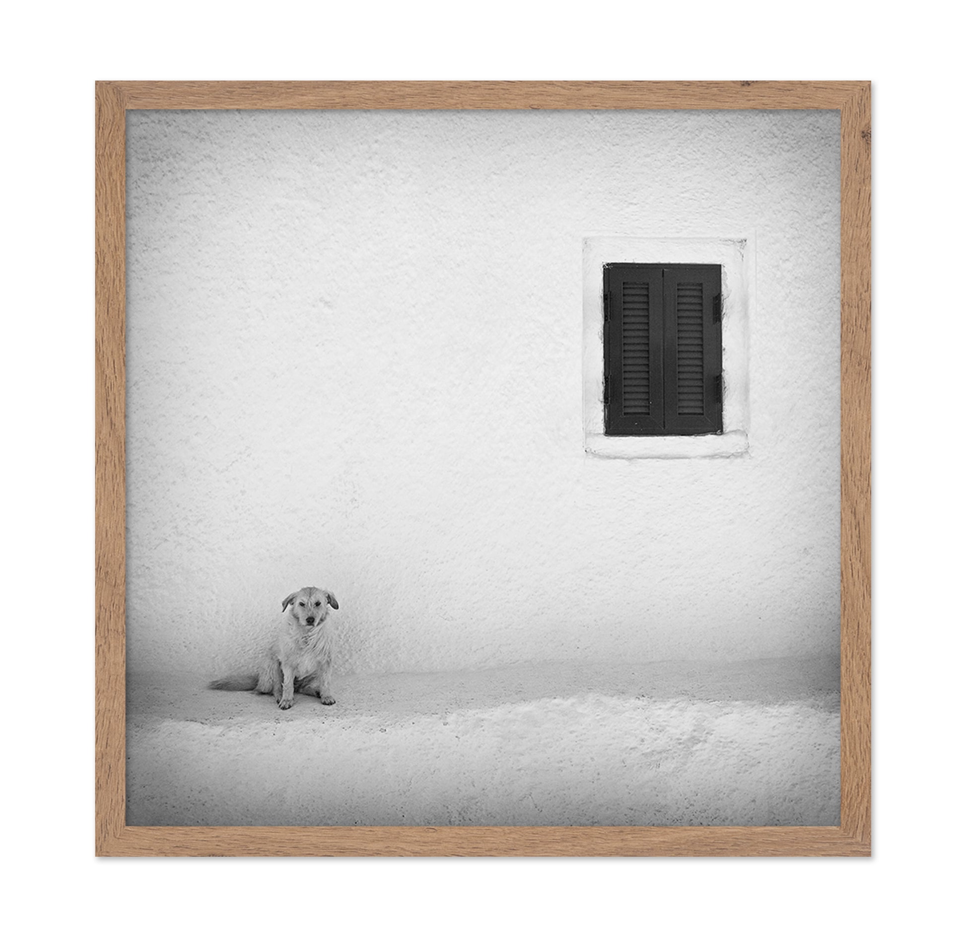 Lonely Dog