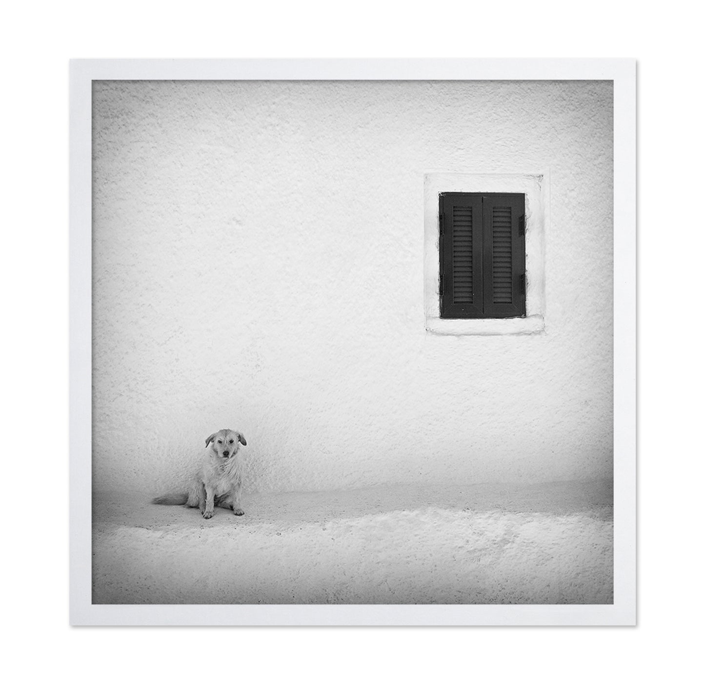 Lonely Dog