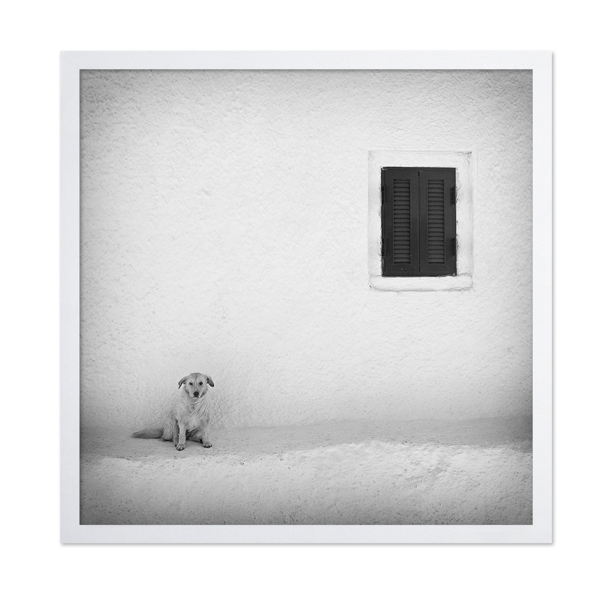 Lonely Dog