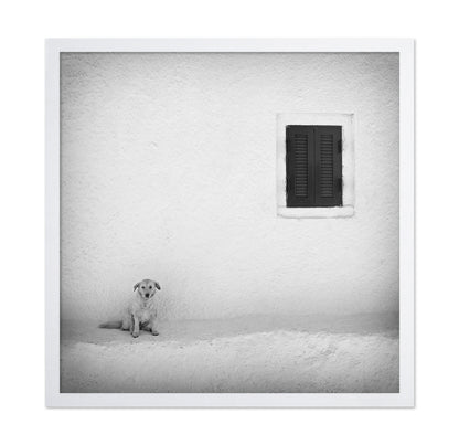 Lonely Dog