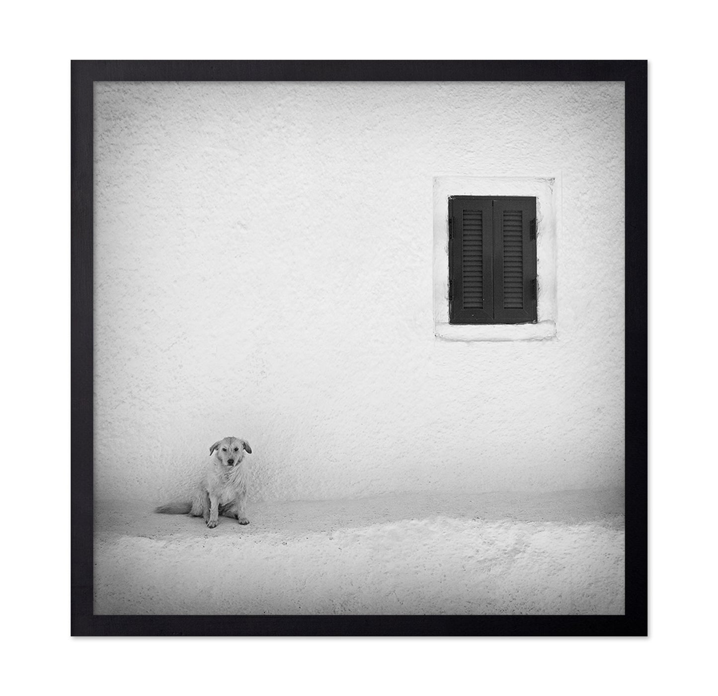 Lonely Dog