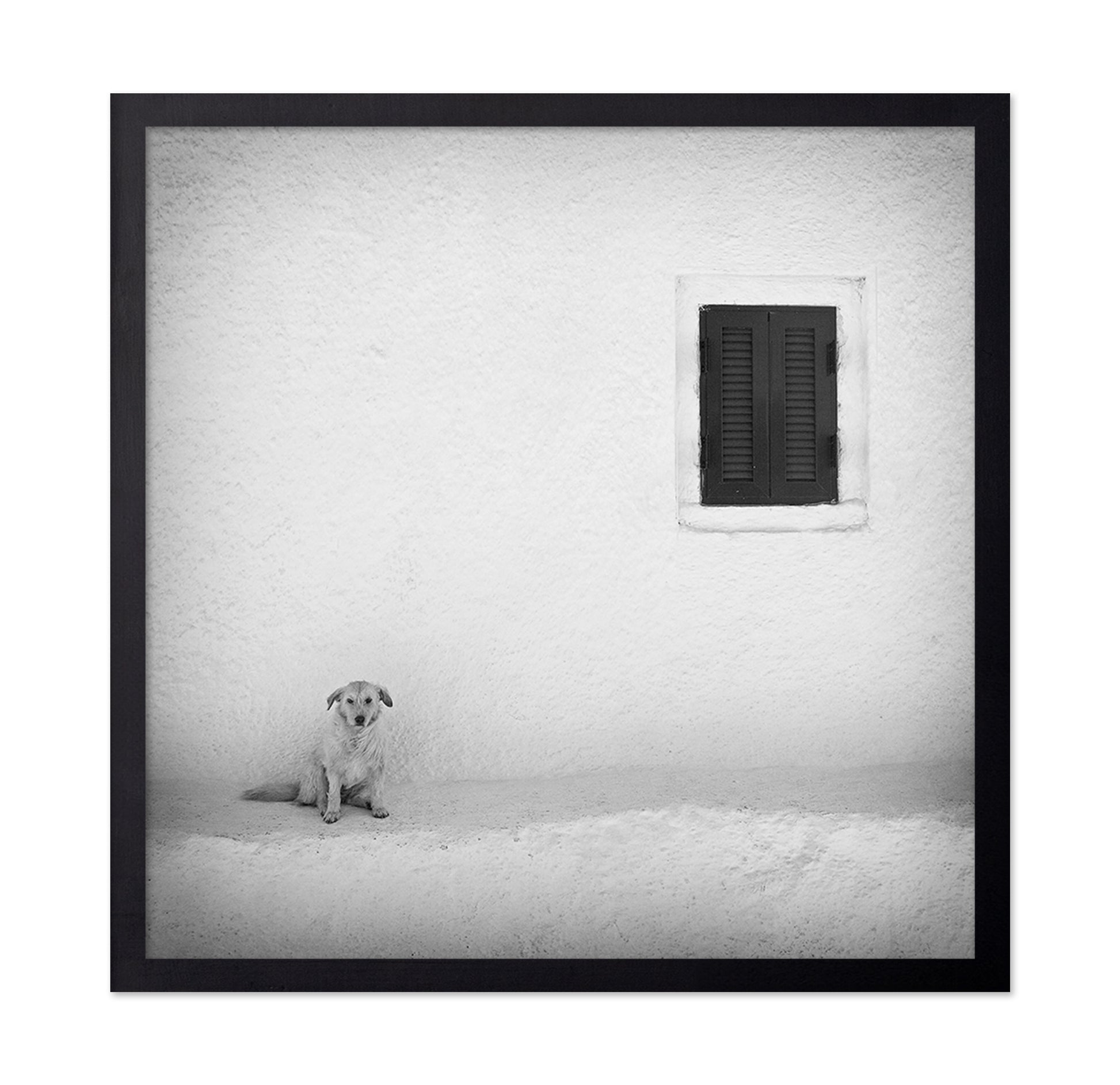 Lonely Dog