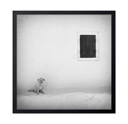 Lonely Dog