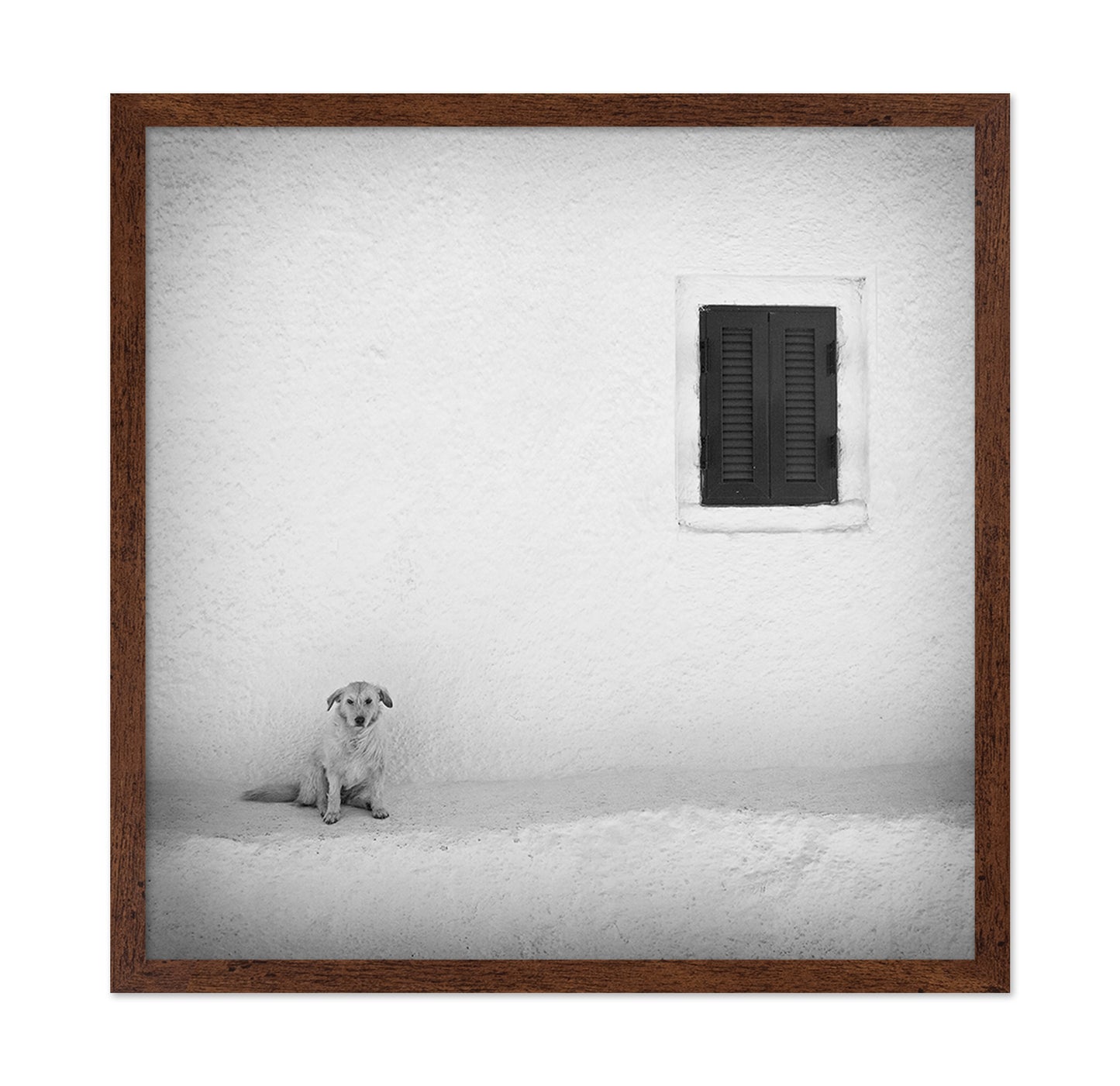 Lonely Dog