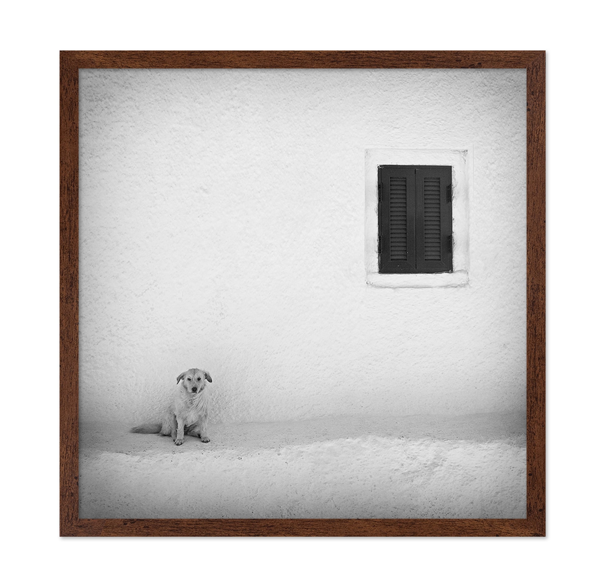 Lonely Dog
