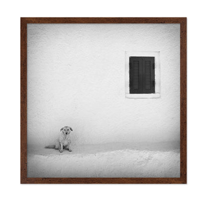 Lonely Dog