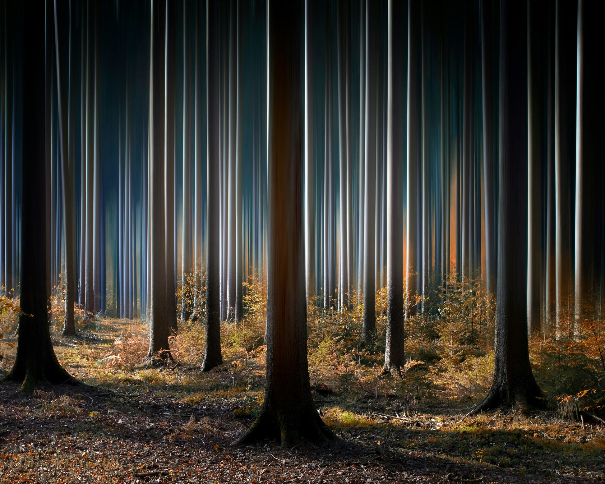 Mystic Wood