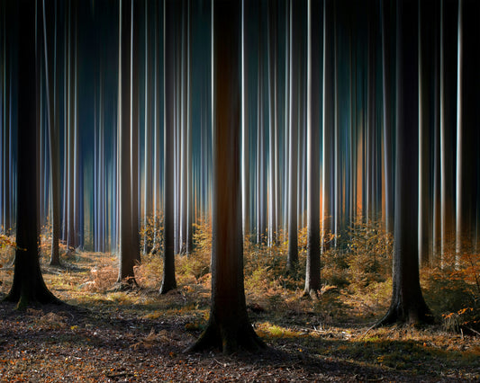 Mystic Wood