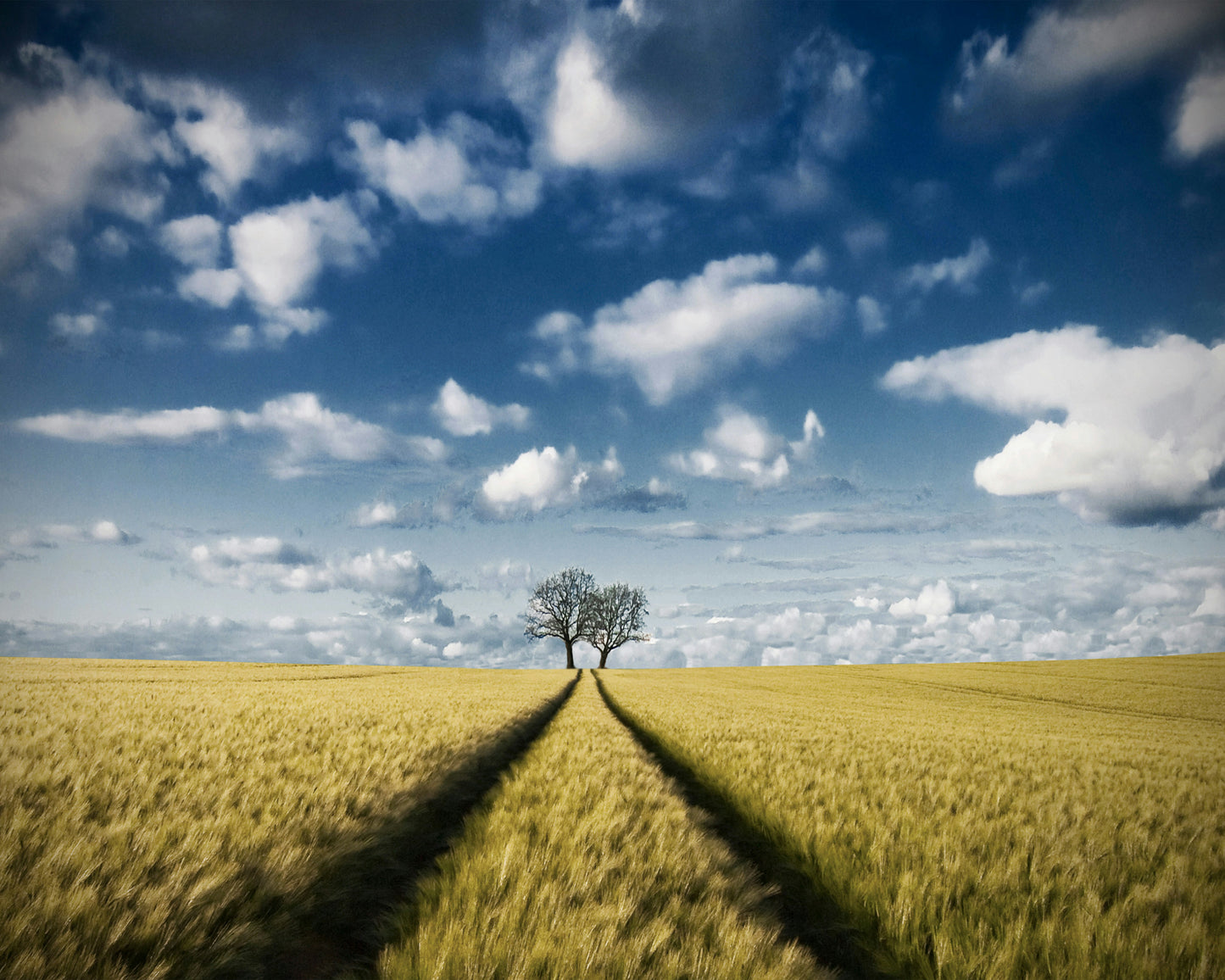 Trace & Trees