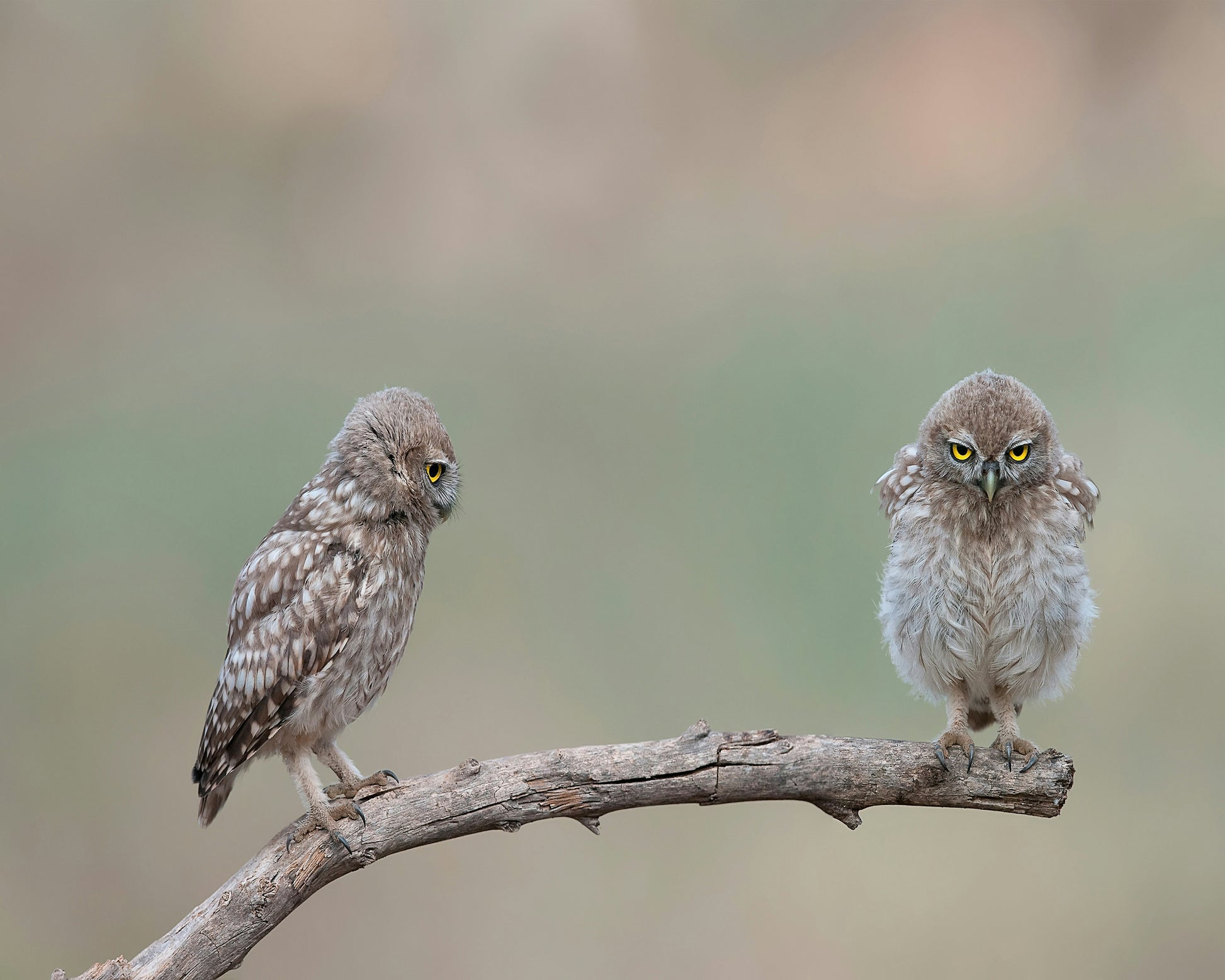 Little Owls