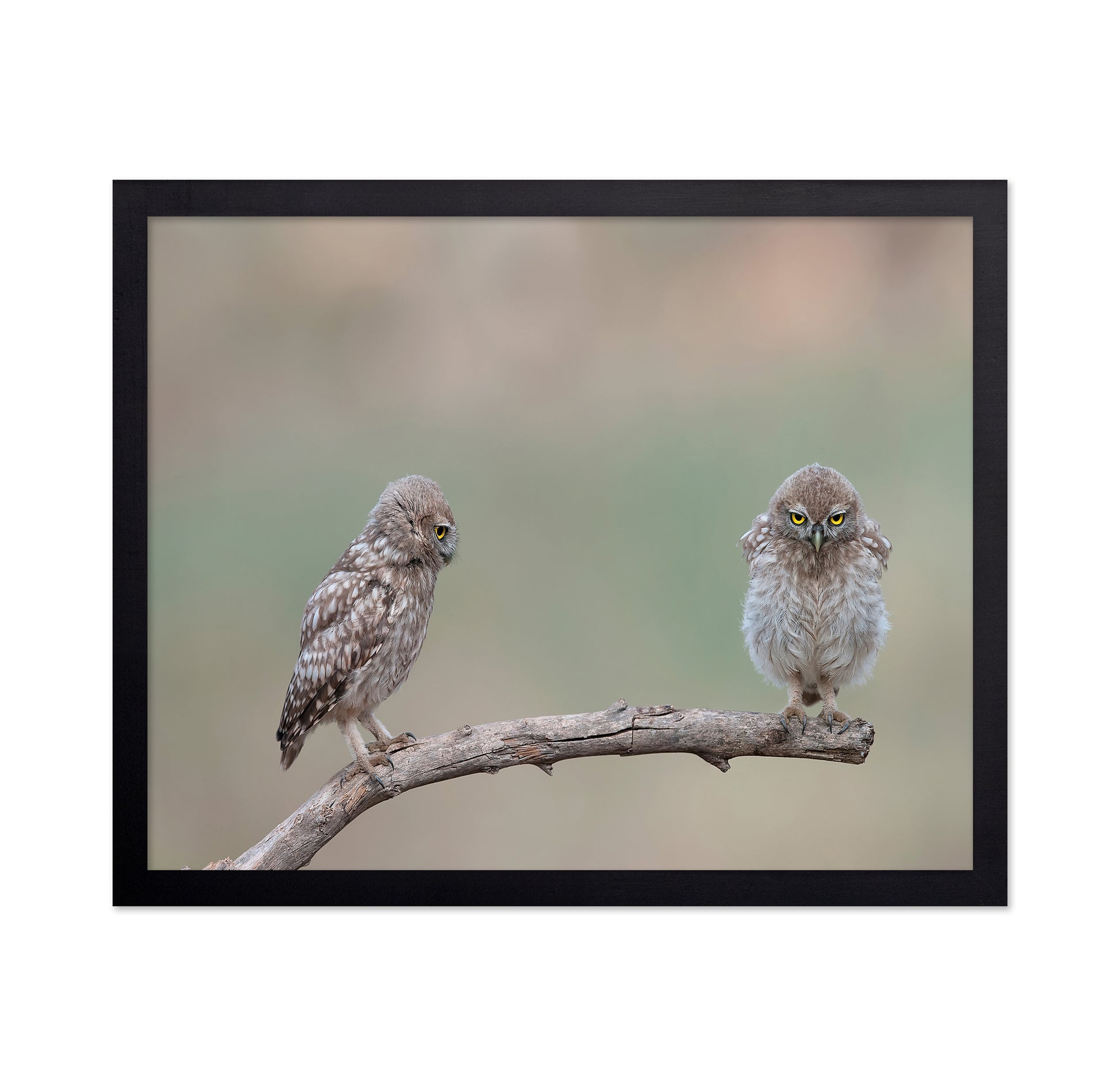 Little Owls