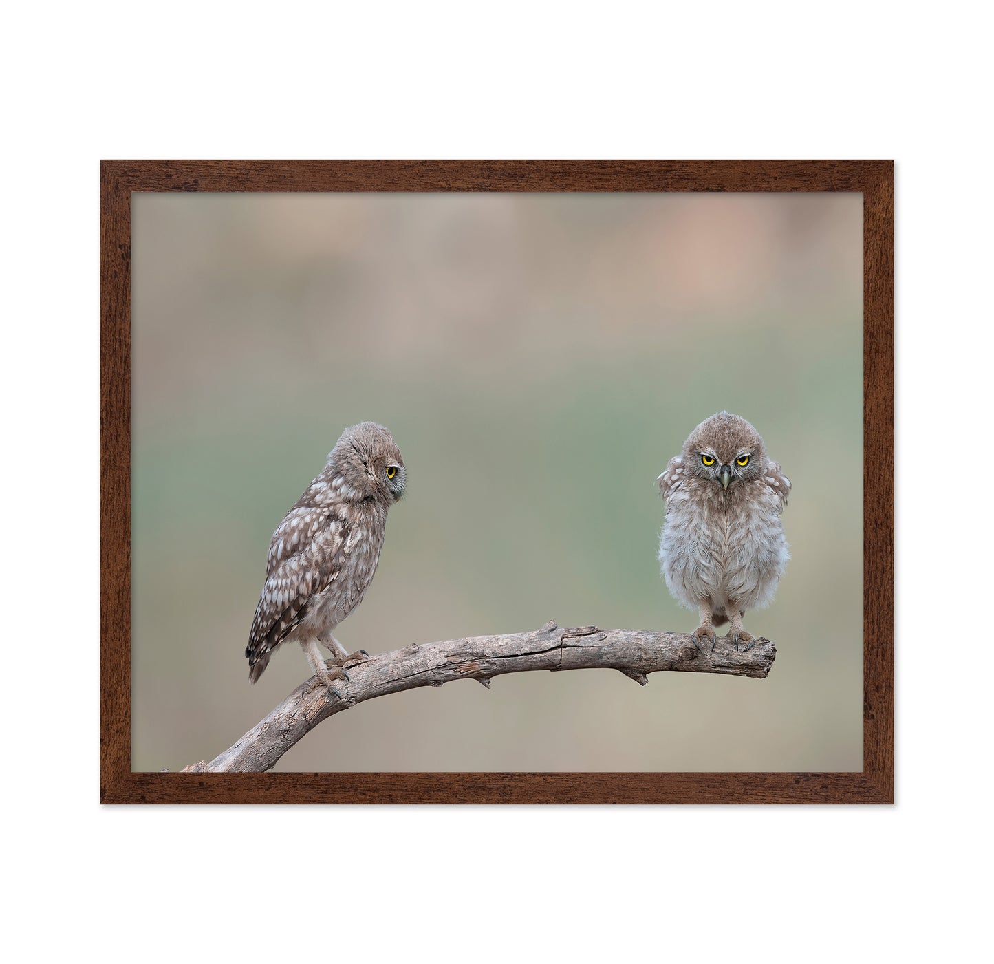 Little Owls