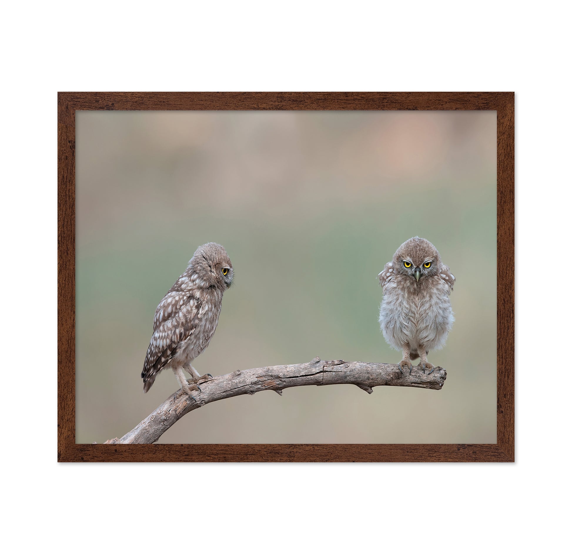 Little Owls