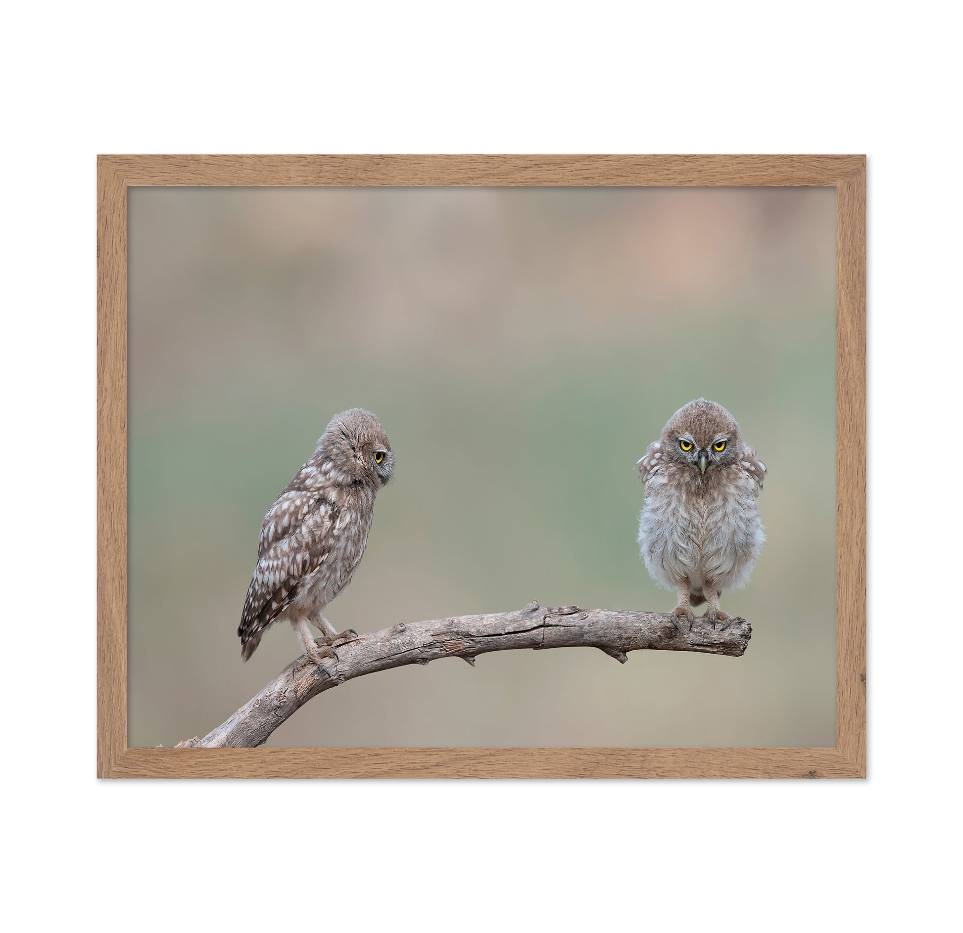 Little Owls