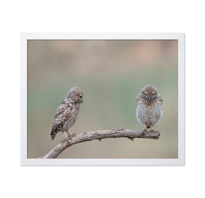 Little Owls