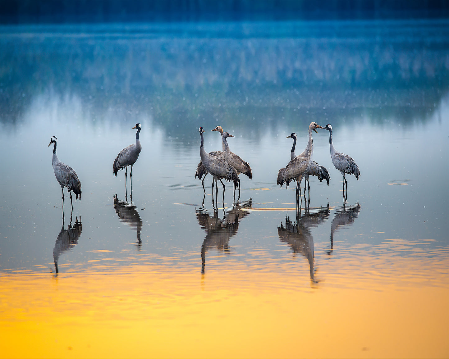 Serene Moments in Reflections