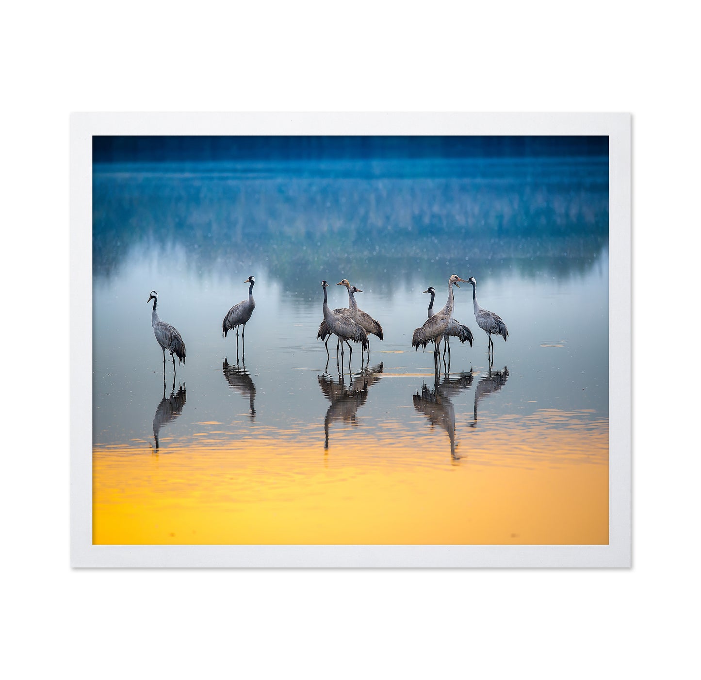 Serene Moments in Reflections