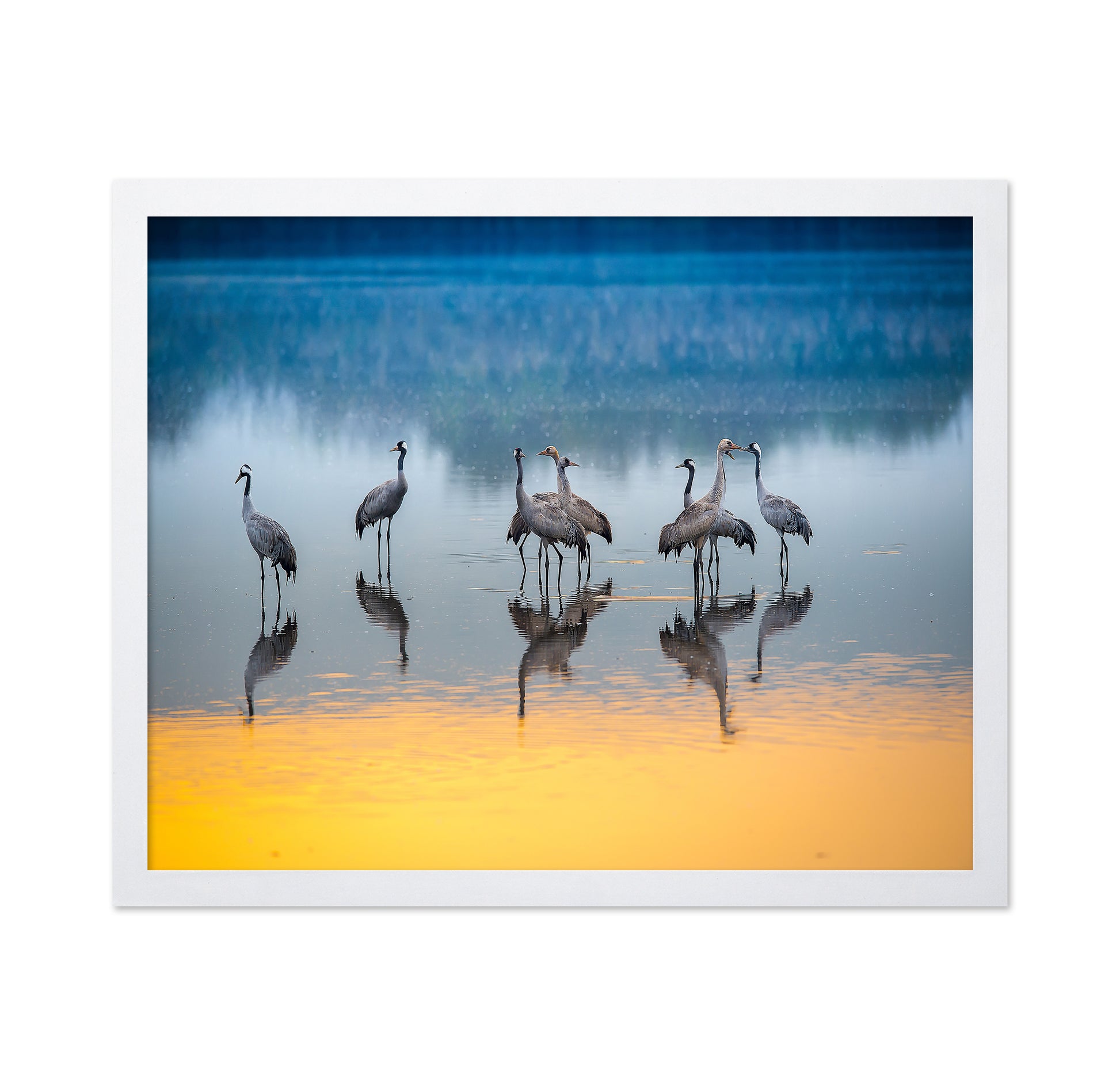 Serene Moments in Reflections