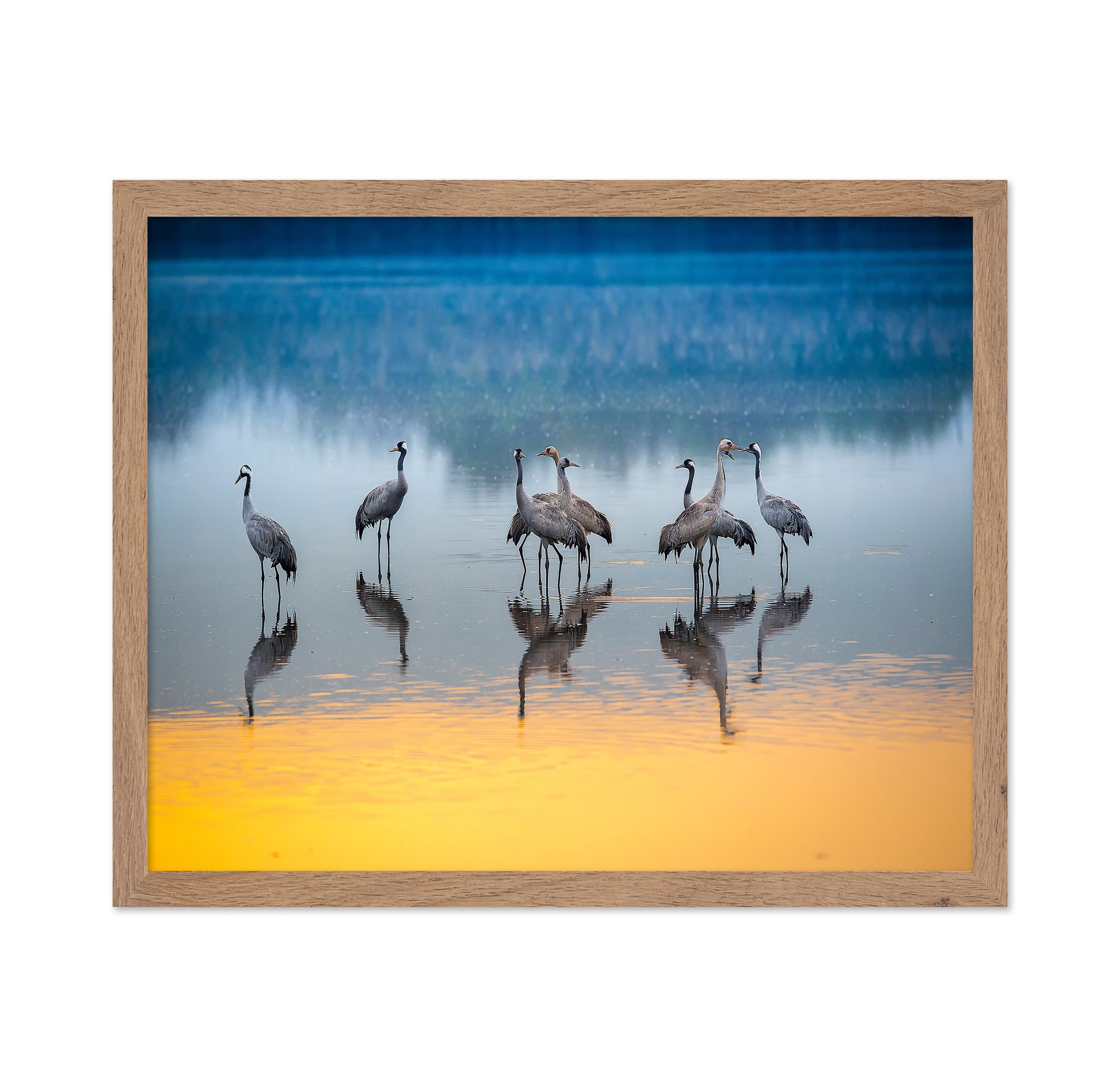 Serene Moments in Reflections