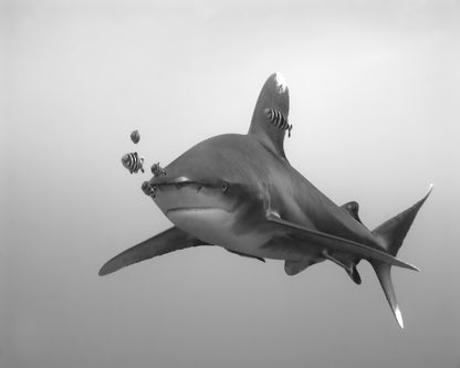 Longimanus