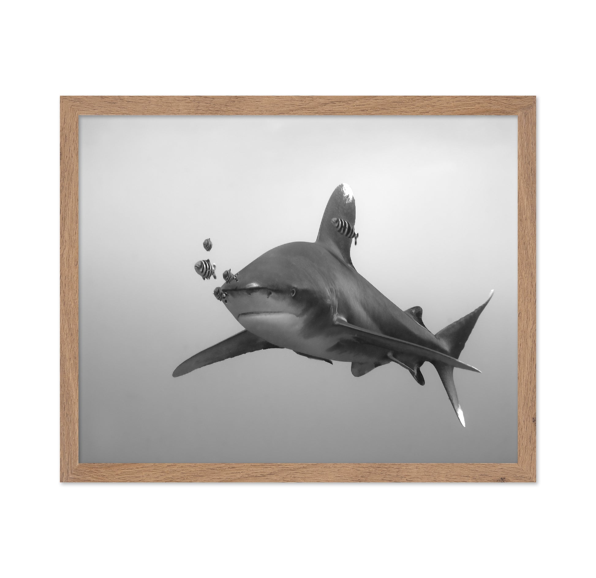 Longimanus